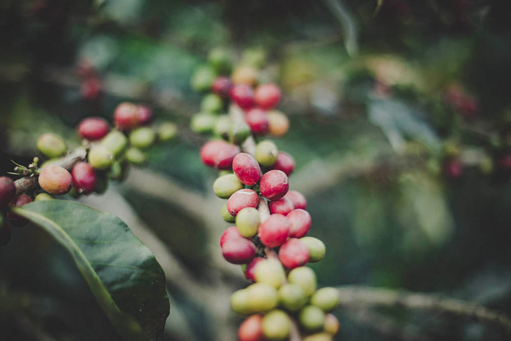 How Does Humidity Impact Coffee?